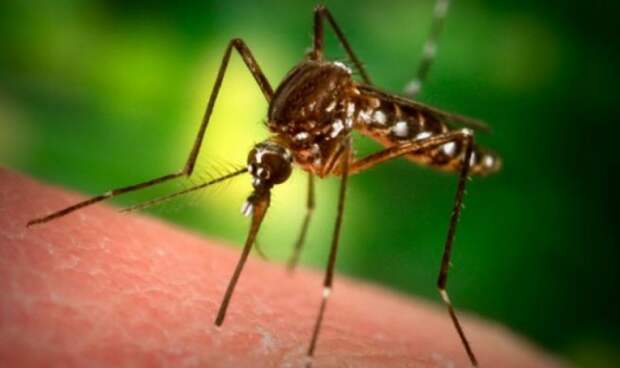 малярийный комар