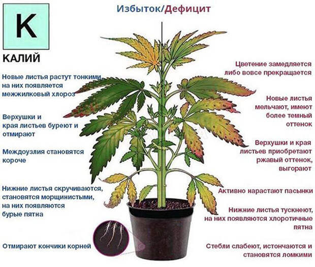 Чтобы получить хороший урожай вам нужно удобрение калийная соль