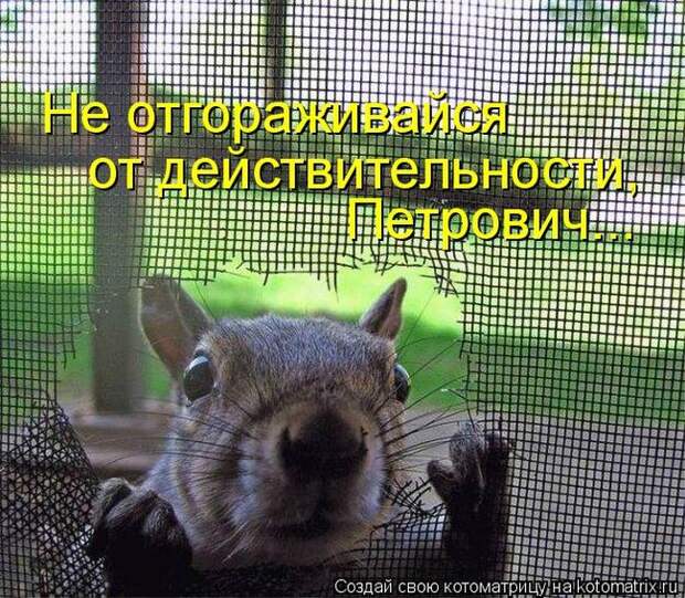 Лучшие котоматрицы недели (50 фото)