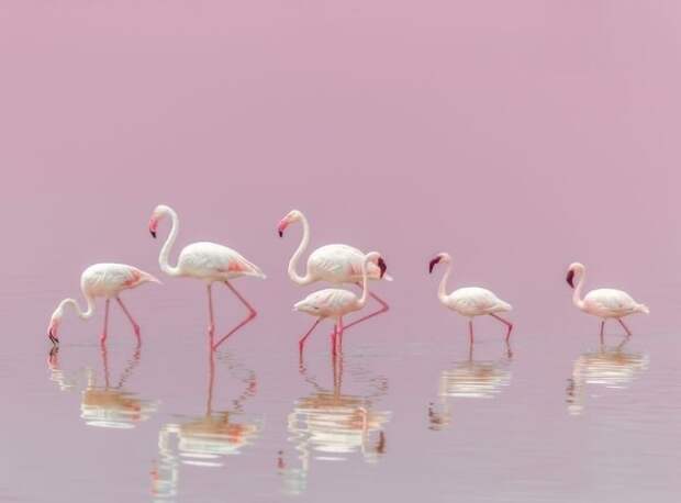 Фламинго national geographic, животные, конкурс, лучшие, пейзаж, победители