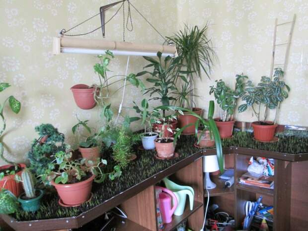 Домашняя оранжерея Зелены, растения, своими руками, сделай сам, флора