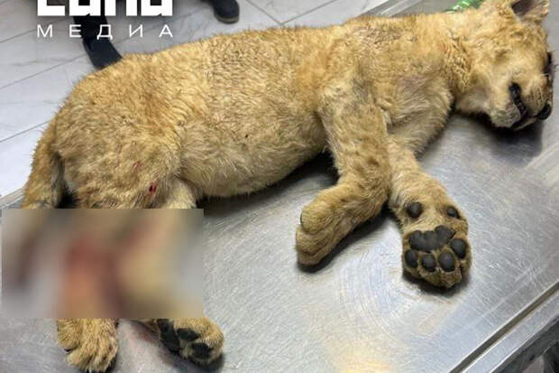 В Дагестане львица ранила своего детеныша и отгрызла ему часть хвоста