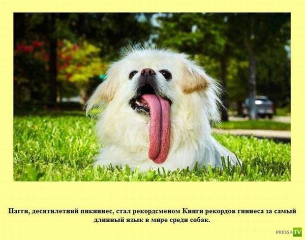 Интересные факты в картинках