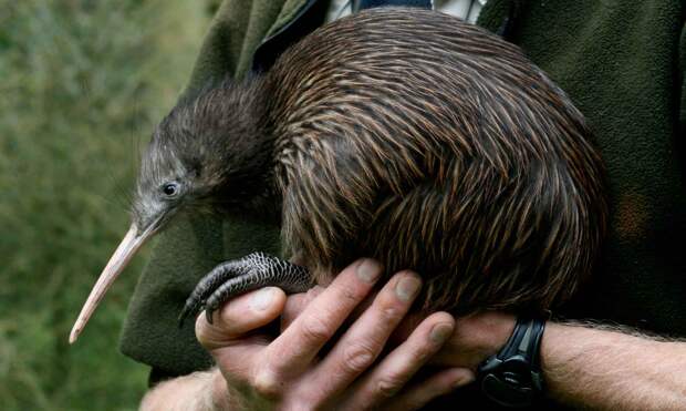 Эта птица из Новой Зеландии живет до 60 лет