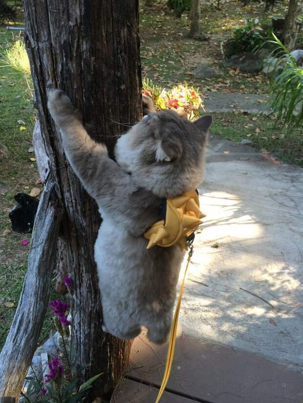 А еще он отлично лазает по деревьям животные, кот