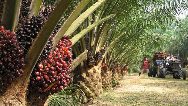 Что такое пальмовое масло