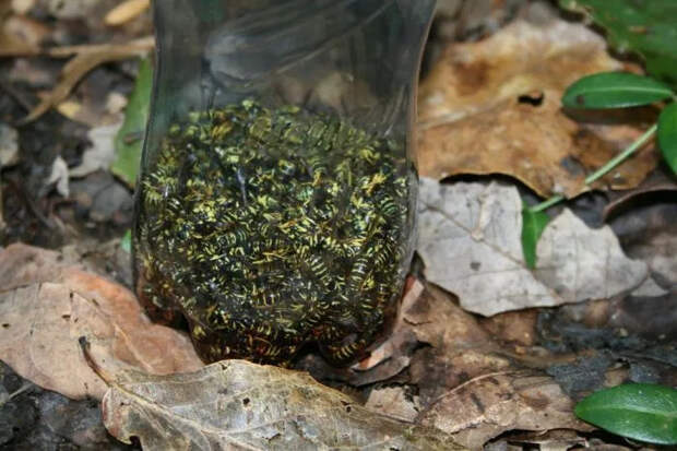Ловушка для ос из пластиковой бутылки своими руками
