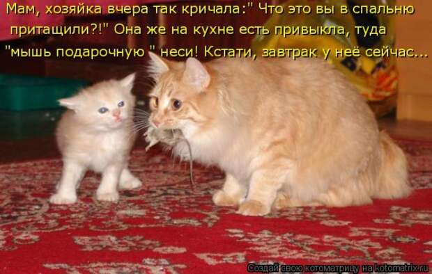 Лучшие котоматрицы недели (50 фото)