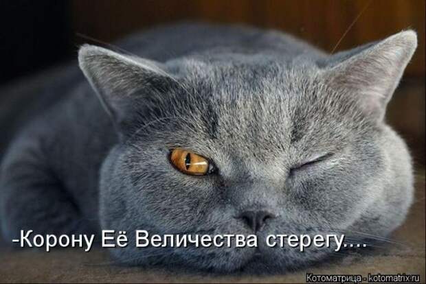 Лучшие котоматрицы недели (50 фото)