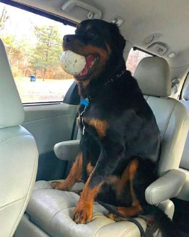 Пес в машине