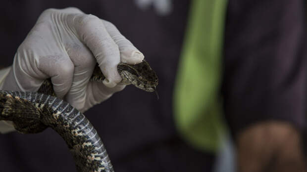 Токсиколог Лодягин рассказал, как себя вести в случае укуса змеи