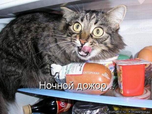 Лучшие котоматрицы недели (50 фото)