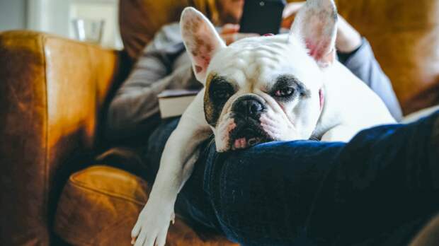 Есть ли что-то более приятное, чем слушать сопение собаки, спящей у тебя на коленях? Фото gollykim/iStock Есть ли что-то более приятное, чем слушать сопение собаки, спящей у тебя на коленях? Фото gollykim/iStock