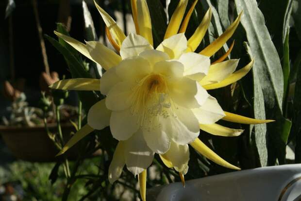 жёлтый цветок эпифиллума