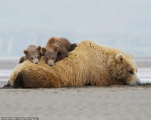 Медвежья семья с Аляски