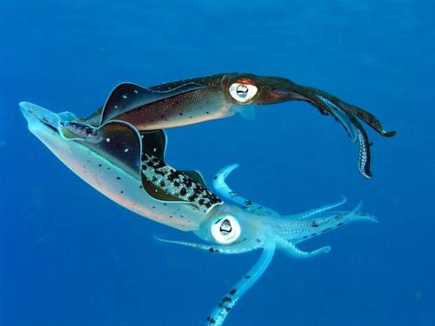 У кальмаров распространено жестокое спаривание животные, факты, фото