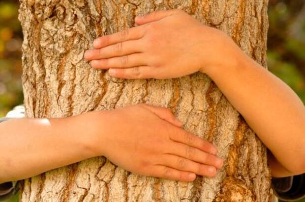 Дерево голосовать. Прикоснуться к дереву. Обнять дерево для энергии. Целительная сила деревьев. Энергия дерева.