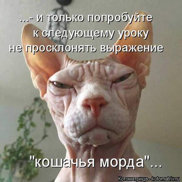Лучшие котоматрицы недели (50 фото)