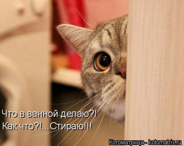 Новая котоматрица для всех! (34 фото)