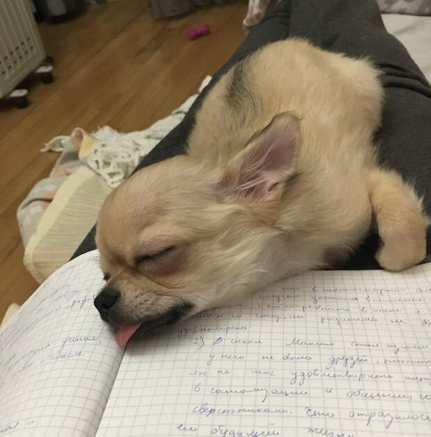 Забавные и милые животные заряжают позитивом