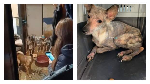 Волонтеры бьют тревогу. В Барнауле мужчина содержал более 30 собак в квартире