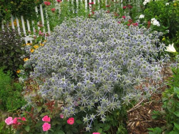 Синеголовник, или Эрингиум (Eryngium)