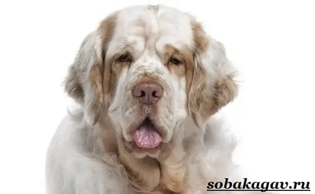 Кламбер спаниель собака. Описание, особенности, уход и цена породы