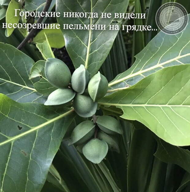 Пельмени