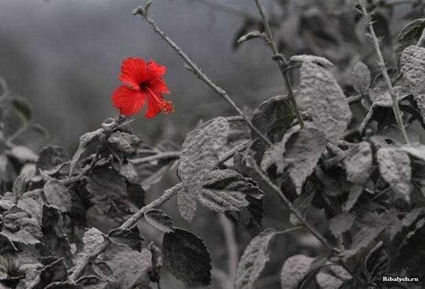Красная роза на черно –белом фоне