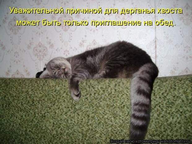 Самые лучшие котоматрицы прошедшей недели Самые лучшие котоматрицы прошедшей недели