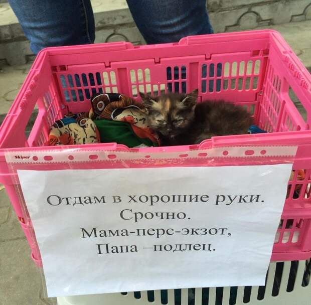 Прикольные объявления объявления, прикол, юмор