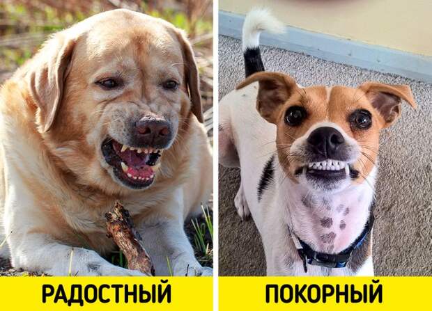 10 странных собачьих привычек, у которых есть научное объяснение