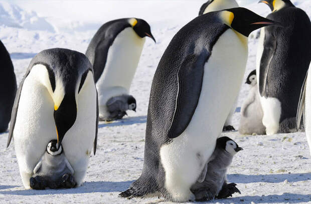 Императорский пингвин животные, отец