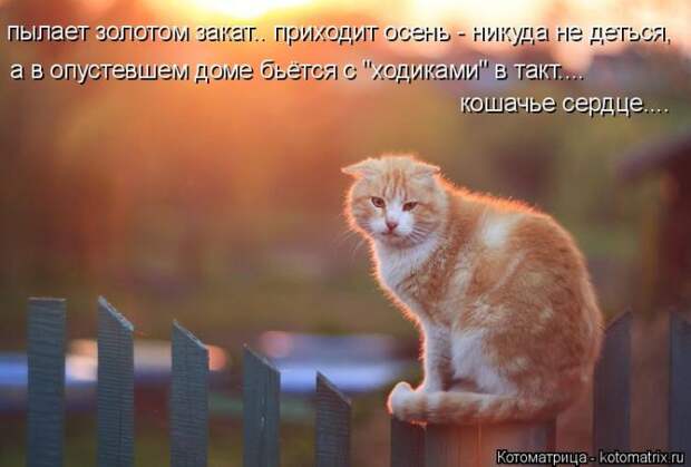 Лучшие котоматрицы недели (50 фото)