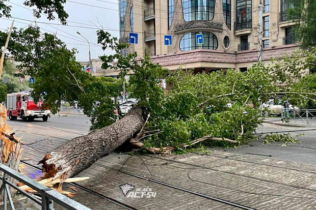 Рухнувшее дерево перегородило дорогу в центре Новосибирска