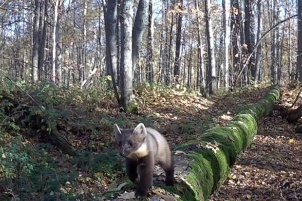 Любопытная куница попала в фотоловушку в российском регионе