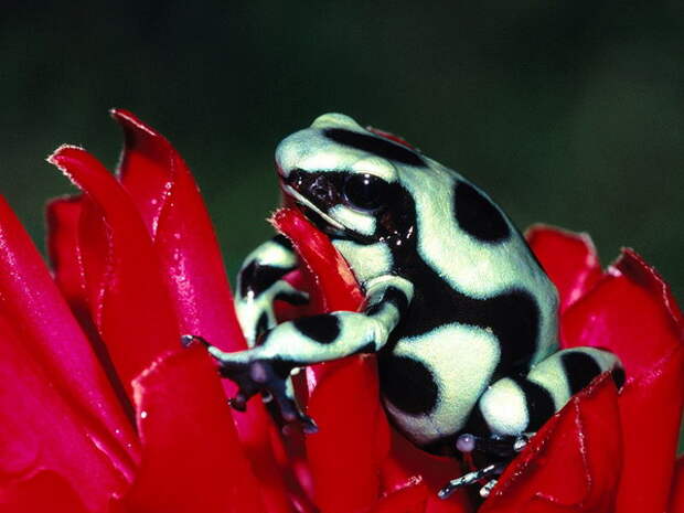 Фотографии животных :: Разноцветные лягушки фото 0