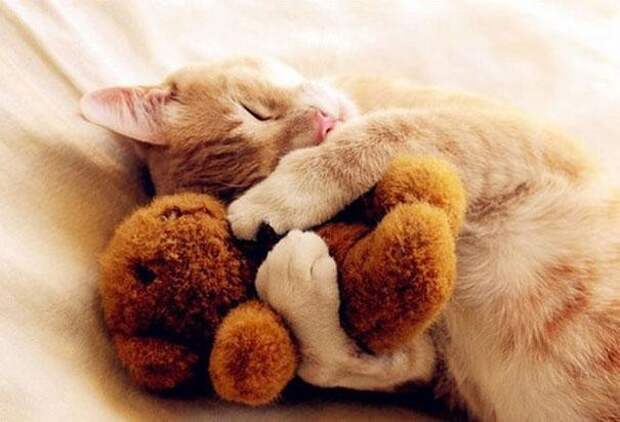Просто котики коты, юмор