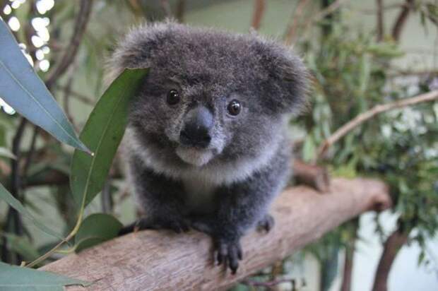 Маленькая домашняя коала.