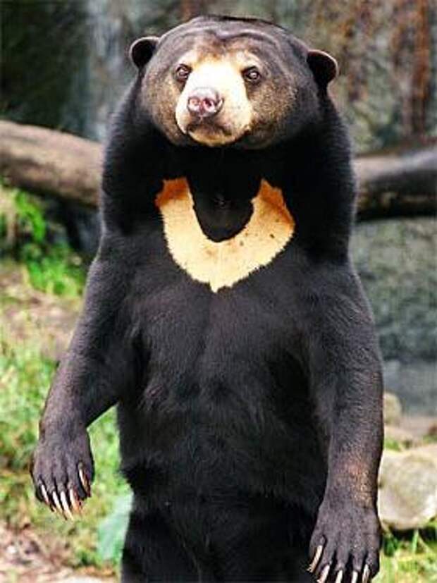 Малайский медведь — бируанг. Малайский медведь — самый редкий вид