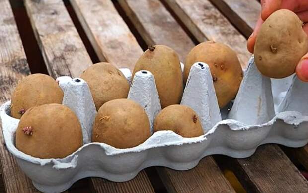 Стоит ли сажать картошку из супермаркета: все плюсы и минусы