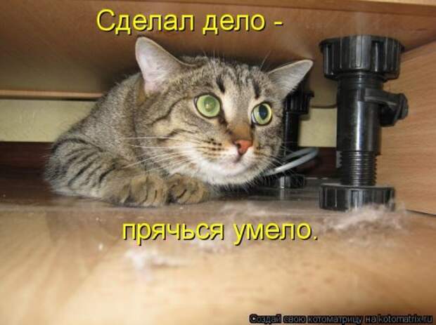 Новая котоматрица на Бугаге (35 фото)