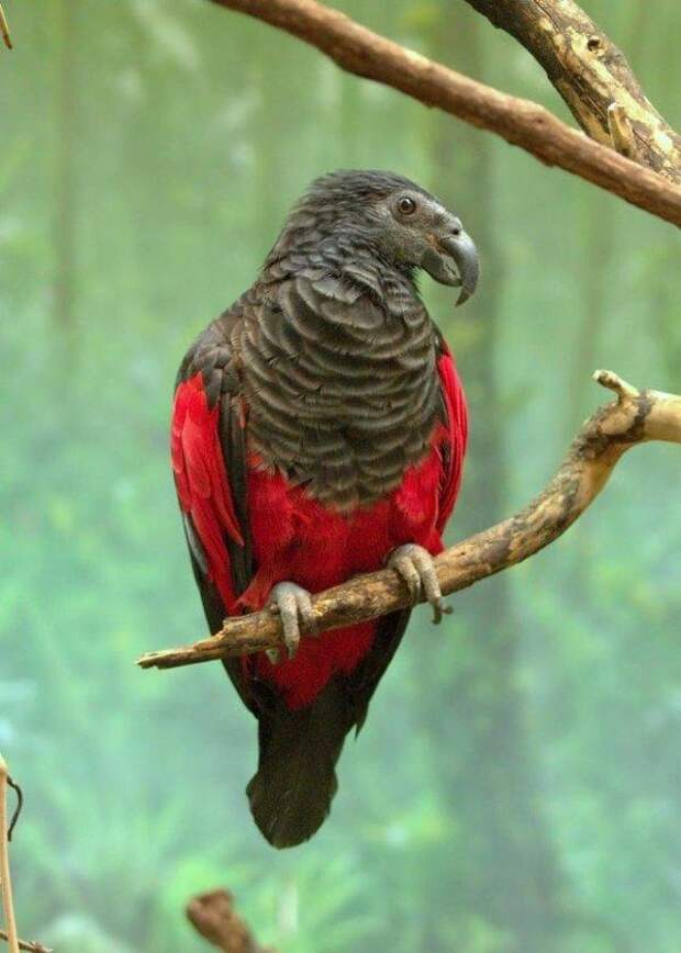 Пернатый граф Дракула — самый мрачный и зловещий попугай из Папуа-Новой Гвинеи.