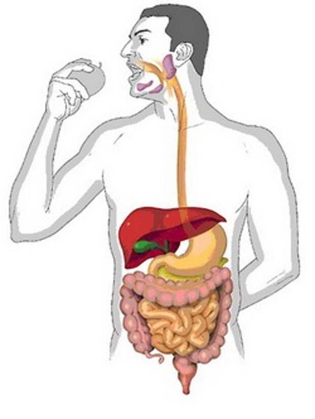 Система органов пищеварения рисунок