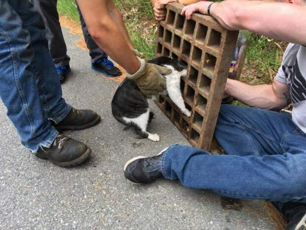 кошка