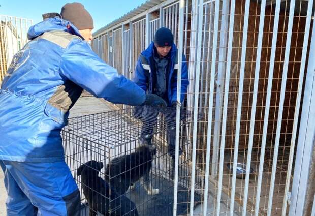 Администрация Астрахани готова выделить на отлов бродячих собак почти 70 млн рублей