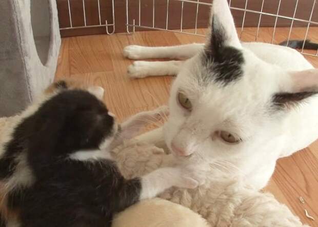 Котенок с мамой Кошка и котята