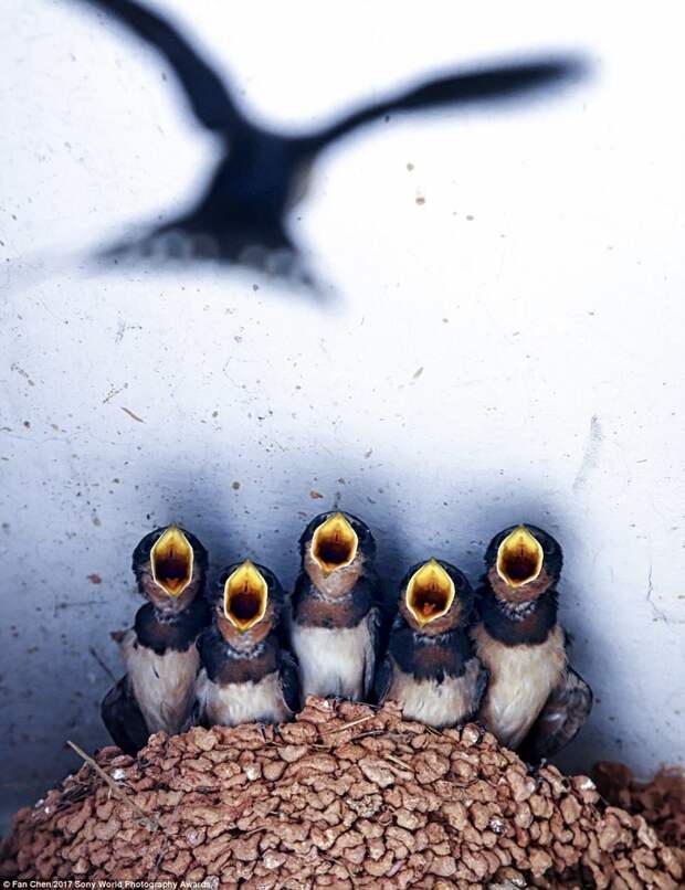 Птенцы ласточки с нетерпением ждут возвращения матери Sony World Photography, Sony World Photography Awards 2017, фотоконкурс