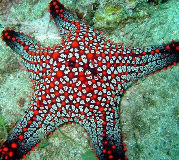 Звезды на дне моря интересное, морские звезды, факты, фауна