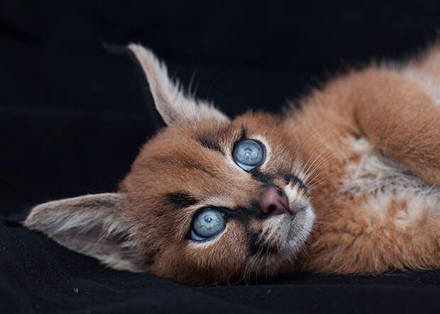 Baby Caracal